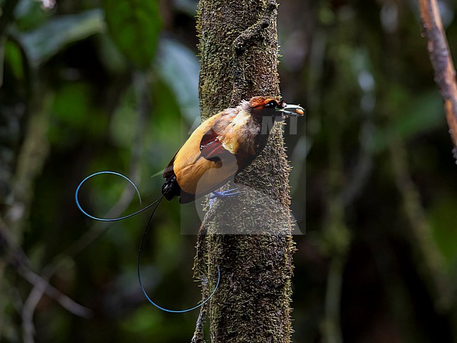An adult male Magnificent Bird-of-paradise (Diphyllodes magnificus) on a branch. Viewed from the back side, showing its colorful back and curved tail wires. Location: Asia, Indonesia, West Papua stock-image by Agami/Markku Rantala,