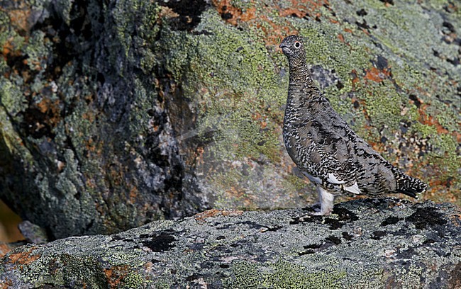 Vrouwtje Alpensneeuwhoen in het voorjaar; Female Rock Ptarmigan in spring stock-image by Agami/Markus Varesvuo,