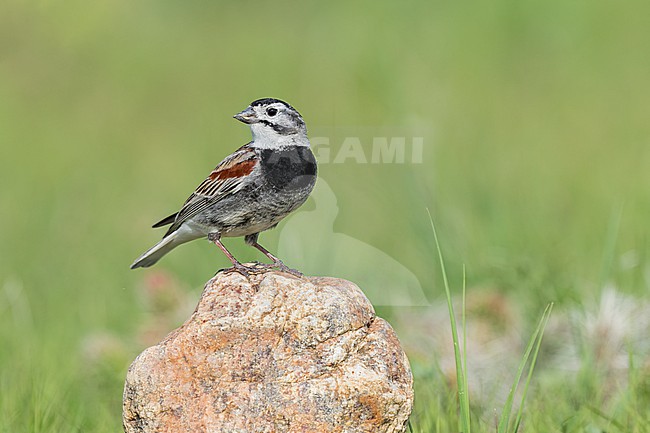 Adult male
Weld Co., CO
June 2023 stock-image by Agami/Brian E Small,