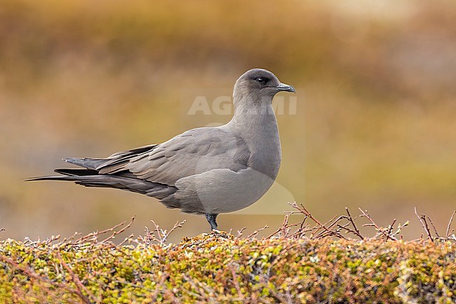 Dark morph Arctic Skua (Stercorarius parasiticus) in Norway. stock-image by Agami/Daniele Occhiato,