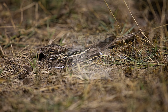 slender-tailed nightjar (Caprimulgus clarus) perching on the ground trust in its camouflage, found at Bishangari in Ethiopia stock-image by Agami/Mathias Putze,