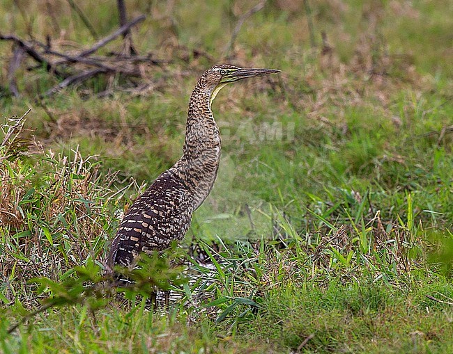 Bare-throated Tiger-heron (Tigrisoma mexicanum) juvenile standing in marshy grassland in Mexico stock-image by Agami/Andy & Gill Swash ,
