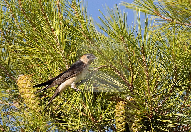 Juvenile Red-rumped Swallow (Cecropis daurica) during late summer in Spain. Perched in a tree, seen from the side. stock-image by Agami/Edwin Winkel,
