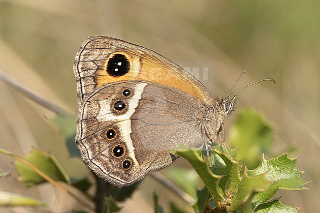 Spanish gatekeeper (Pyronia bathseba) taken the 05/06/2021 at Hyères - France stock-image by Agami/Nicolas Bastide,
