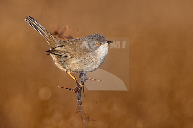 Female (type) Sardinian Warbler, Sylvia melanocephala, in Italy. Perched on a twig. stock-image by Agami/Daniele Occhiato,