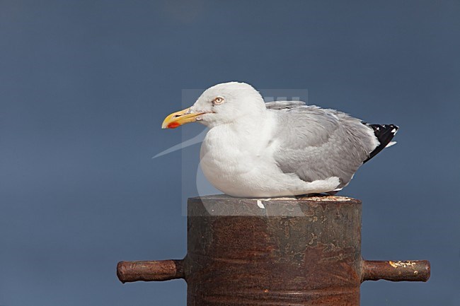 Zilvermeeuw zitten op een meerpaal; Herring Gull stting on a bollard stock-image by Agami/Rob Olivier,