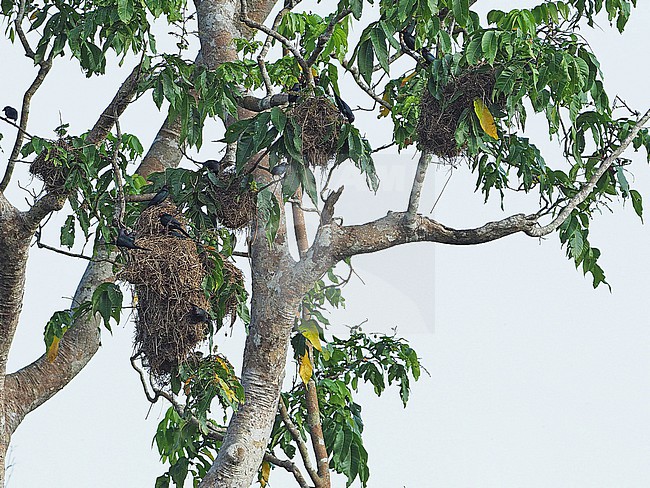 Metallic Starling, Aplonis metallica circumscripta, in the Banda Sea, Indonesia. Colony of starling with active nests in Tanimbars. stock-image by Agami/James Eaton,
