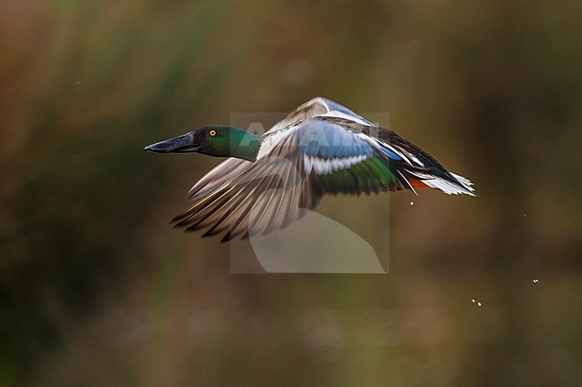 Mannetje Slobeend in vlucht; Northern Shoveler male in flight stock-image by Agami/Daniele Occhiato,