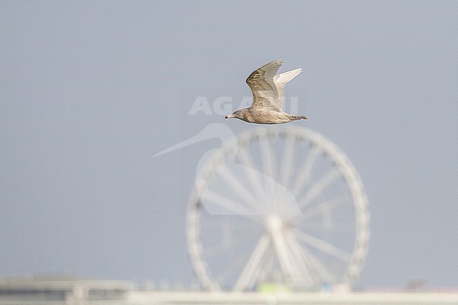 Grote Burgemeester, Glaucous Gull, Larus hyperboreus first winter flying stock-image by Agami/Menno van Duijn,