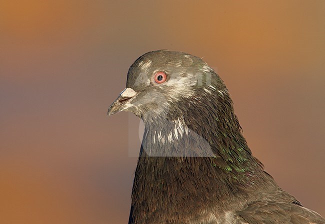 Portret van een Stadsduif, Portrait of a Feral Pigeon stock-image by Agami/Markus Varesvuo,