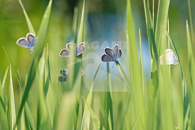 Heideblauwtjes in groene stengels, Silver-studded Blues in green stalks stock-image by Agami/Rob de Jong,