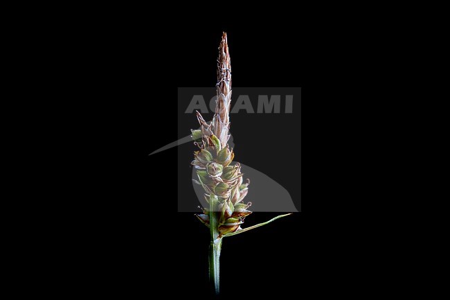 Pill sedge, Carex pilulifera stock-image by Agami/Wil Leurs,