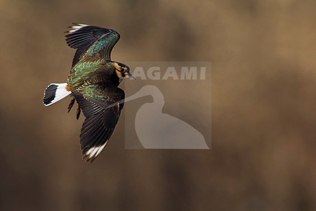 Kievit, Northern Lapwing; Vanellus vanellus stock-image by Agami/Daniele Occhiato,