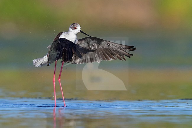 Black-winged Stilt (Himantopus himantopus), adult taking off from the water stock-image by Agami/Saverio Gatto,