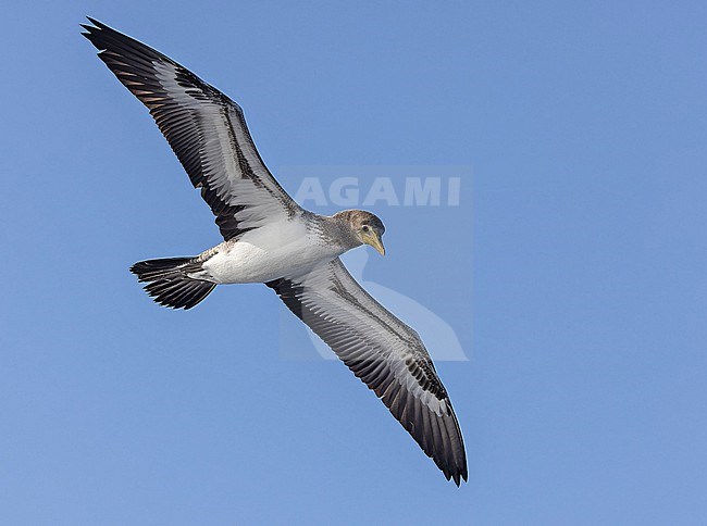 Immature Nazca Booby, Sula granti, on the Galapagos Islands, part of the Republic of Ecuador. stock-image by Agami/Pete Morris,