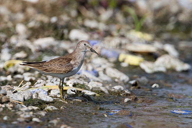 Temminck's Stint - Temminckstrandläufer - Calidris temminckii, Oman, adult, nonbreeding stock-image by Agami/Ralph Martin,