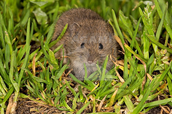Veldmuis in de vegetatie, Common Vole in the vegetation stock-image by Agami/Theo Douma,