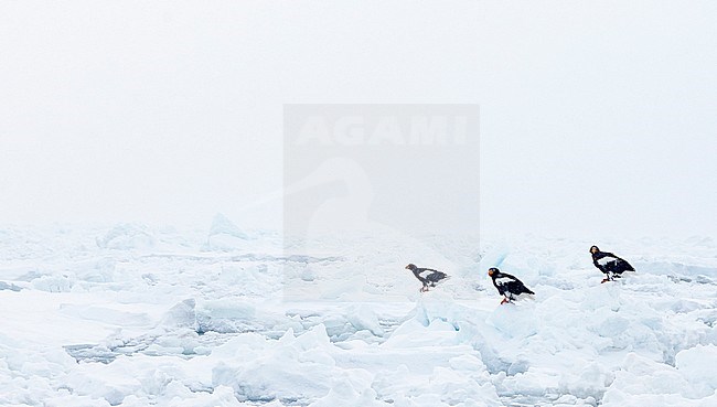 Steller-zeearenden Zeearenden op ijs, Stellers Sea-eaglee and White-tailed Eagles perched on ice stock-image by Agami/Markus Varesvuo,