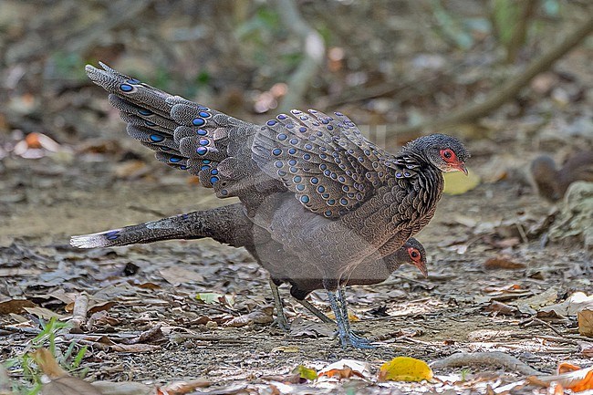 Male and female Germain's Peacock-Pheasant, Polyplectron germaini, in Vietnam. stock-image by Agami/Pete Morris,