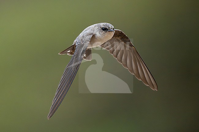 Pale Crag Martin (Ptyonoprogne obsoleta) wintering in Oman. stock-image by Agami/Sylvain Reyt,