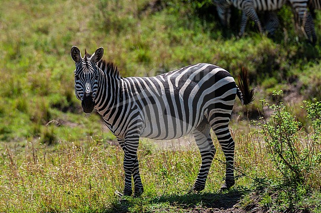 Portrait common zebra, Equus quagga. Masai Mara National Reserve, Kenya. stock-image by Agami/Sergio Pitamitz,