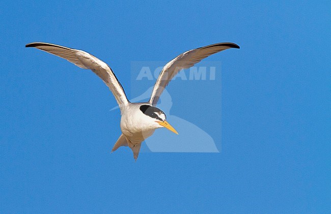 Little Tern (Sternula albifrons) at coastal Cadiz in Spain. stock-image by Agami/Oscar Díez,