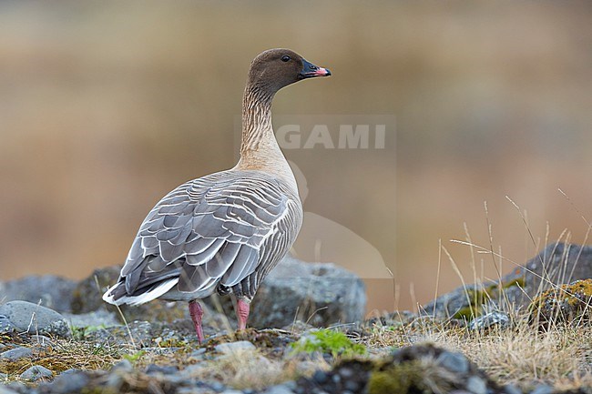 Pink-footed Goose (Anser brachyrhynchus), adult standing on the ground seen from the back, Northwestern Region, Iceland stock-image by Agami/Saverio Gatto,