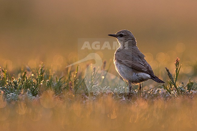 Isabelline Wheatear, Oenanthe isabellina, Russia (Baikal), adult. stock-image by Agami/Ralph Martin,