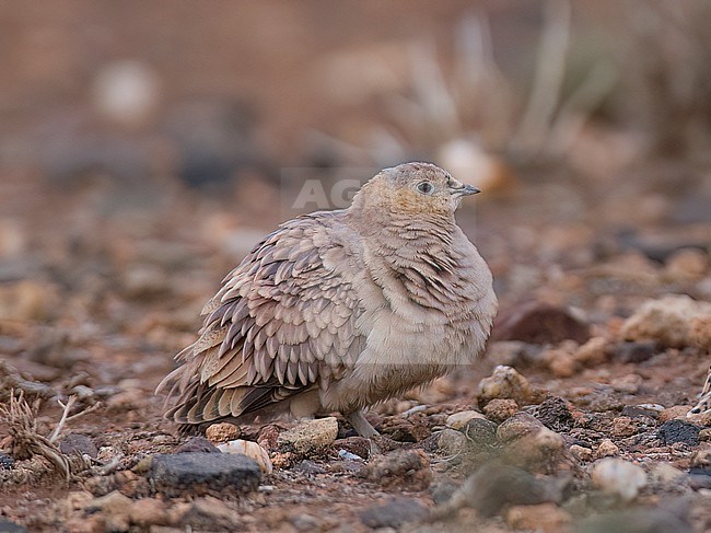 Side view of a female plumaged Crowned Sandgrouse (Pterocles coronatus). Morocco, Africa stock-image by Agami/Markku Rantala,