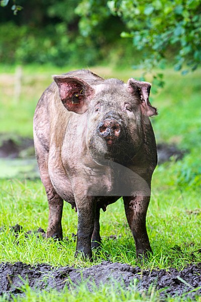 Vrije uitloop varken; Domestic Pig stock-image by Agami/Hans Germeraad,