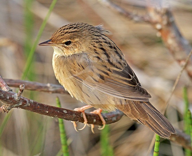 Kleine Sprinkhaanzanger, Lanceolated Warbler stock-image by Agami/Pete Morris,