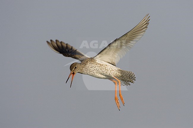 Tureluur landend; Common Redshank landing stock-image by Agami/Arie Ouwerkerk,