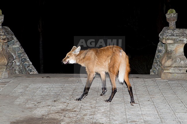 Maned wolf, Maned Wolf stock-image by Agami/Roy de Haas,