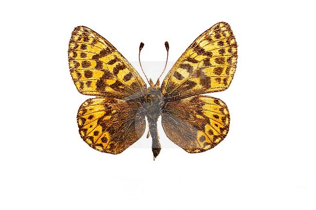 Female Freija's Fritillary stock-image by Agami/Wil Leurs,