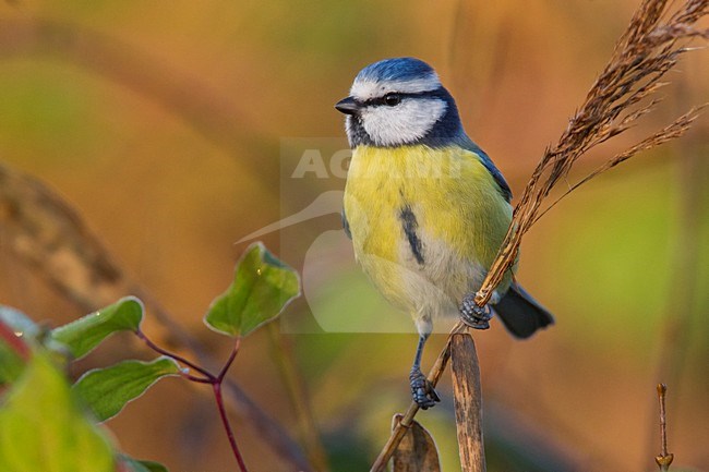 Cinciarella; Blue Tit; Cyanistes caeruleus stock-image by Agami/Daniele Occhiato,
