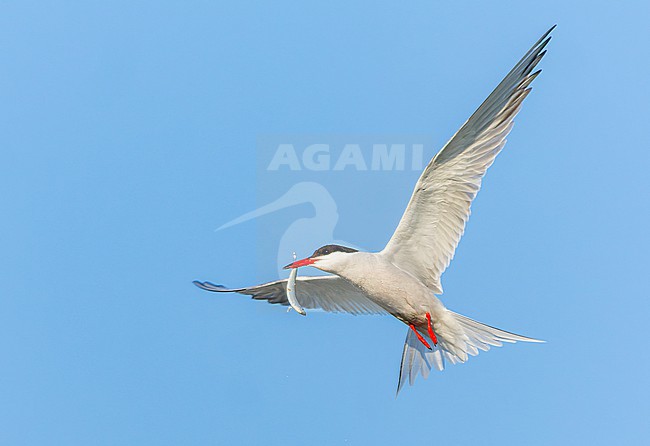 Adult Common Tern, Sterna hirundo, in flight. Fishing in the old Rhine outlet in the North Sea at Katwijk, Netherlands. stock-image by Agami/Marc Guyt,