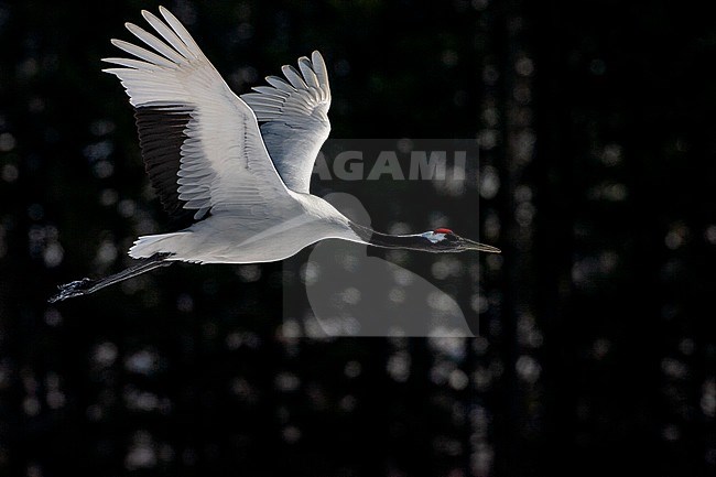 Endangered Red-crowned Crane (Grus japonensis) on Hokkaido in Japan during winter. In flight against a dark forest of pine trees. stock-image by Agami/Marc Guyt,