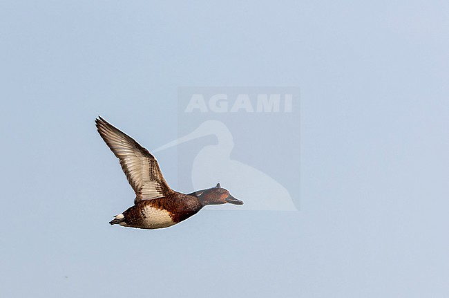 Adult female Ferruginous Duck (Aythya nyroca) in flight during spring in Hungary. stock-image by Agami/Marc Guyt,