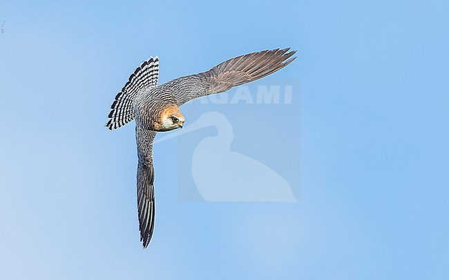 Red-footed falcon (Falco vespertinus) on the hunt for Common cockchafers (Melolontha melolontha). Female Red-footed Falcon, second calenderyear (2cy/2kj). Diving down. stock-image by Agami/Lennart Verheuvel,