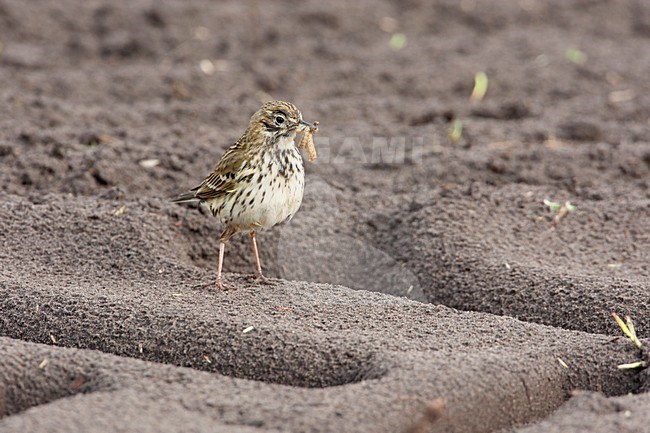 Graspieper met voer, Meadow Pipit with prey stock-image by Agami/Wil Leurs,