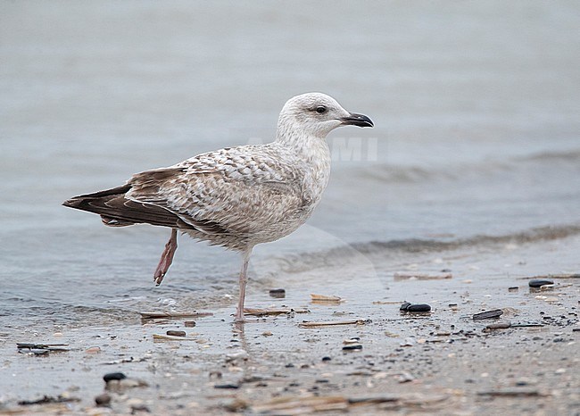 Second calender year European Herring Gull (Larus argentatus) in the Netherlands standing on the beach. stock-image by Agami/Marc Guyt,