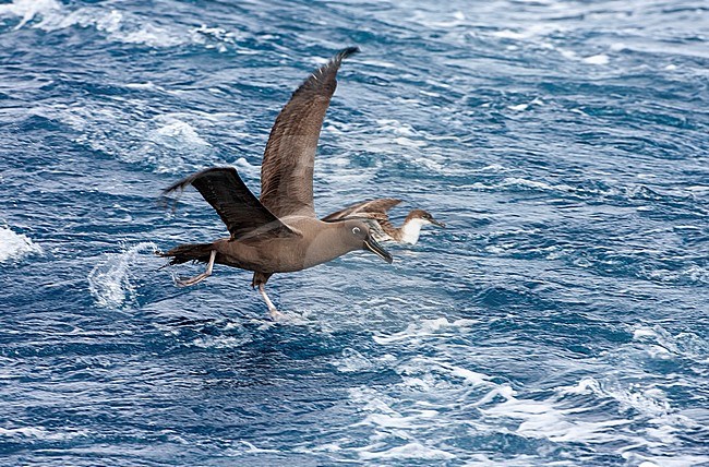 Adult Sooty Albatross (Phoebetria fusca) in the southern Atlantic ocean near Tristan da Cunha. Running over the surface with Great Shearwater in the background. stock-image by Agami/Marc Guyt,