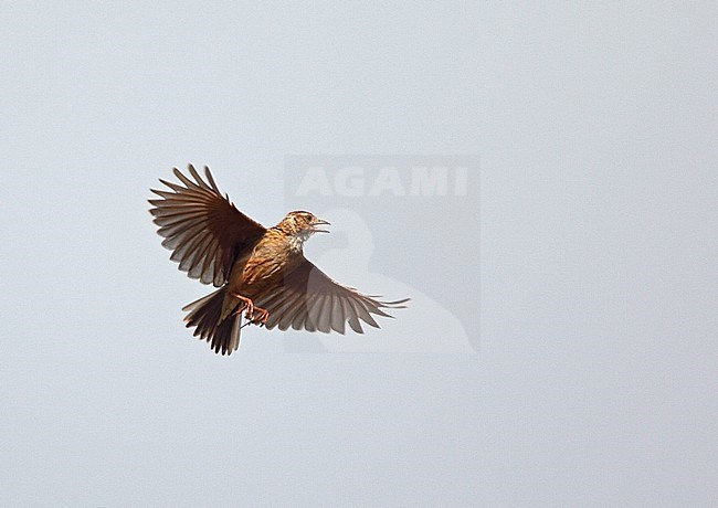 Critically Endangered Liben Lark (Heteromirafra archeri sidamoensis) in display flight on Liben Plain, Ethiopia stock-image by Agami/Andy & Gill Swash ,