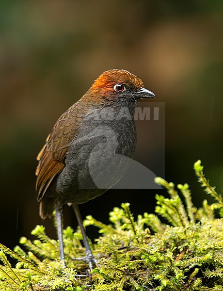 Chestnut-naped Antpitta (Grallaria nuchalis obsoleta) (subspecies) perched on moss in Quito, Ecuador, South-America. stock-image by Agami/Steve Sánchez,