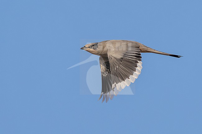 Adult male Grey Hypocolius, (Hypocolius ampelinus) flying over Kuwait City, Kuwait. stock-image by Agami/Vincent Legrand,