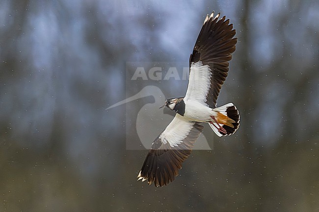 Northern Lapwing, Vanellus vanellus, in Italy. stock-image by Agami/Daniele Occhiato,