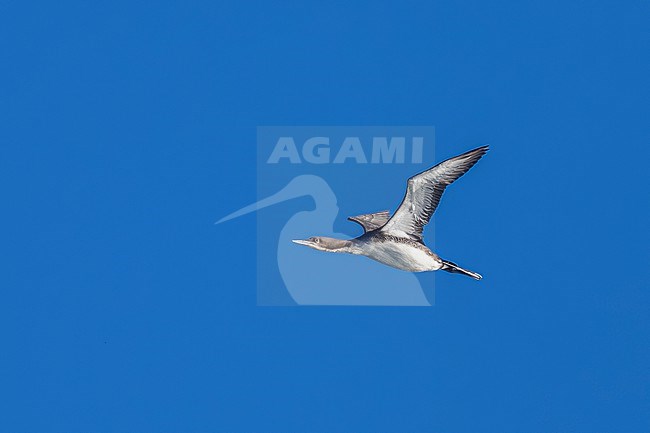 Juvenile  Pacific loon or Pacific diver (Gavia pacifica), swimming in Neeltje Jans, Zeeland, the Netherlands. stock-image by Agami/Vincent Legrand,