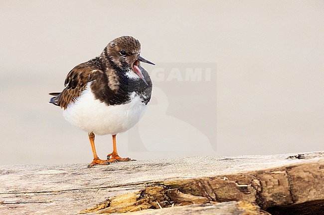 Ruddy Turnstone (Arenaria interpres), front of an adult in winter plumage standing on an old trunk, Campania, Italy stock-image by Agami/Saverio Gatto,