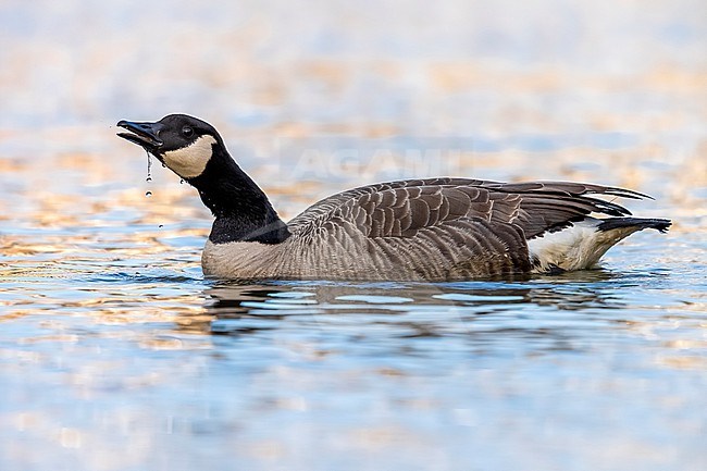 Adult Todd's Canada Goose ( Branta canadensis interior)  swimming in a pool in Holsbeek, Vlaamse Brabant, Belgium. stock-image by Agami/Vincent Legrand,