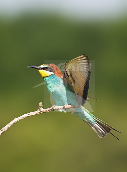Bijeneter zittend; European Bee-eater perched stock-image by Agami/Marc Guyt,